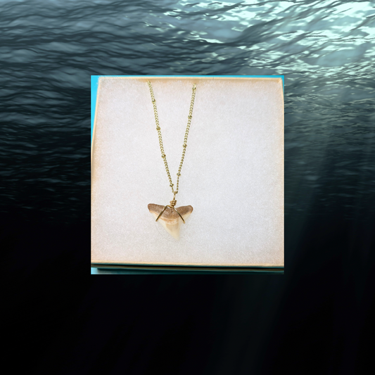 Gold Chain Bull Shark Tooth Necklace