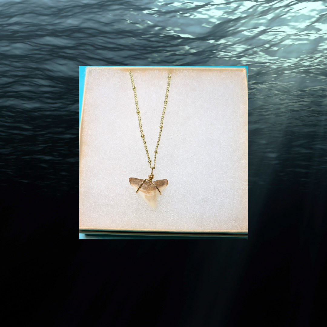 Gold Chain Bull Shark Tooth Necklace